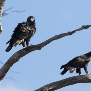 Aquila audax at Michelago, NSW - 10 May 2019