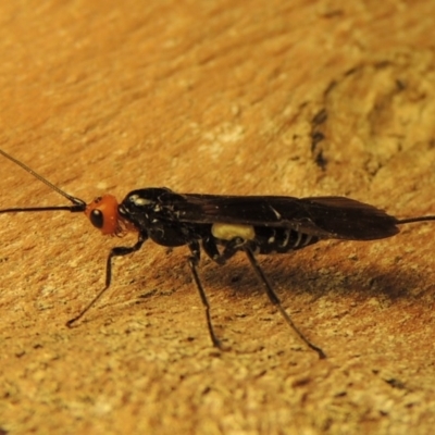 Callibracon capitator (White Flank Black Braconid Wasp) at Greenway, ACT - 6 Apr 2019 by MichaelBedingfield