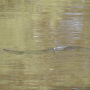 Cyprinus carpio at Gordon, ACT - 27 Mar 2019