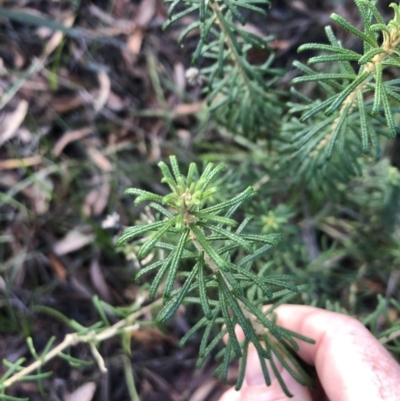 Astrotricha sp. Wallagaraugh (R.O.Makinson 1228) NSW Herbarium (Merimbula Star-hair) at Tura Beach, NSW - 10 May 2019 by DeanAnsell