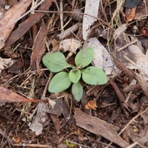 Pterostylidinae (greenhood alliance) at Hackett, ACT - suppressed