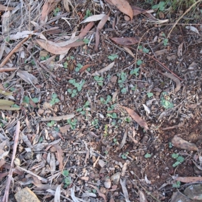 Diplodium sp. (A Greenhood) at Hackett, ACT - 9 May 2019 by petersan