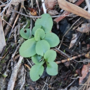 Diplodium sp. at Hackett, ACT - 10 May 2019