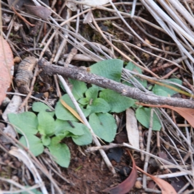 Pterostylis sp. (A Greenhood) at Hackett, ACT - 10 May 2019 by petersan