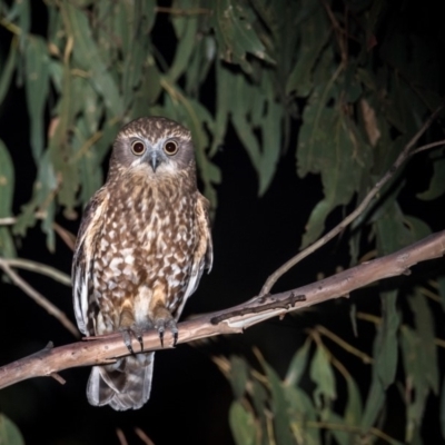 Ninox boobook (Southern Boobook) at Lower Cotter Catchment - 8 Dec 2018 by TyrieStarrs