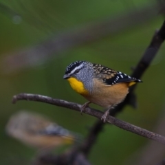 Pardalotus punctatus (Spotted Pardalote) at Majura, ACT - 9 May 2019 by kdm