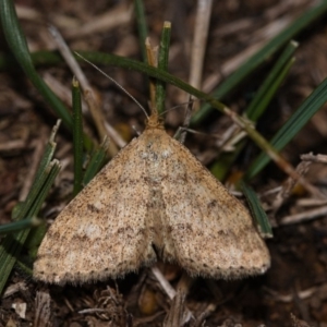 Scopula rubraria at Watson, ACT - 5 May 2019