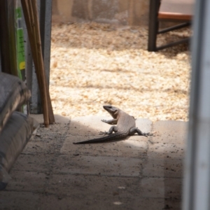 Egernia cunninghami at Wamboin, NSW - 19 Jan 2019 03:30 PM