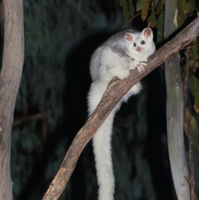 Petauroides volans (Greater Glider) at Uriarra Village, ACT - 19 Apr 2019 by kdm