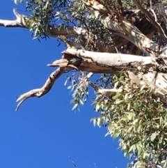 Callocephalon fimbriatum (Gang-gang Cockatoo) at GG229 - 11 May 2019 by KL