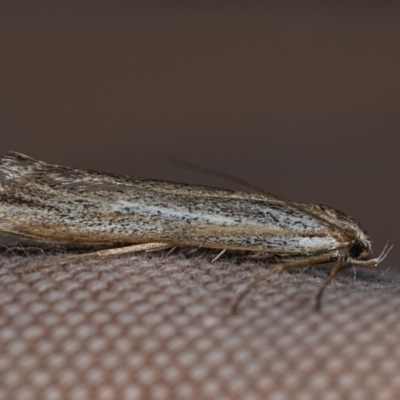 Philobota (genus) (Unidentified Philobota genus moths) at Mount Majura - 10 May 2019 by kdm