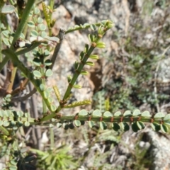 Indigofera adesmiifolia (Tick Indigo) at Theodore, ACT - 11 May 2019 by owenh