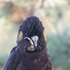 Zanda funerea (Yellow-tailed Black-Cockatoo) at Symonston, ACT - 8 May 2019 by rawshorty