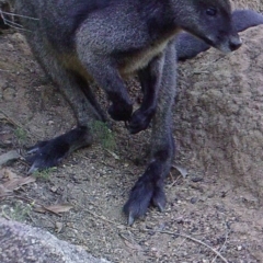 Wallabia bicolor (Swamp Wallaby) at Booth, ACT - 25 Apr 2019 by DonFletcher
