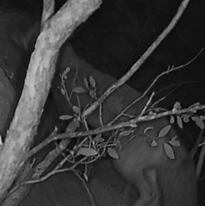 Vulpes vulpes (Red Fox) at Booth, ACT - 6 Apr 2019 by DonFletcher