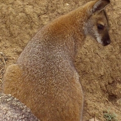 Notamacropus rufogriseus (Red-necked Wallaby) at Booth, ACT - 2 Apr 2019 by DonFletcher