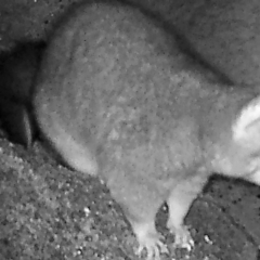 Trichosurus vulpecula (Common Brushtail Possum) at Booth, ACT - 26 Apr 2019 by DonFletcher