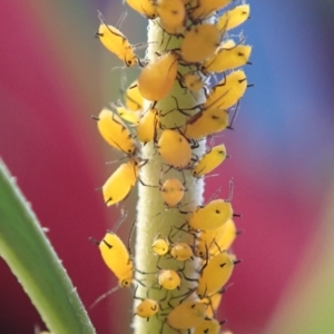 Aphididae (family) at Spence, ACT - 11 May 2019