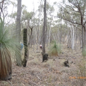Xanthorrhoea glauca subsp. angustifolia at Lade Vale, NSW - 1 May 2019