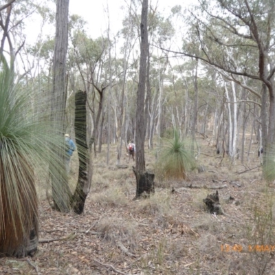 Xanthorrhoea glauca subsp. angustifolia (Grey Grass-tree) at Lade Vale, NSW - 1 May 2019 by AndyRussell