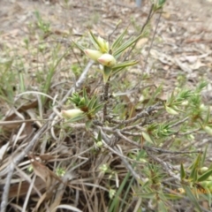 Melichrus urceolatus (Urn Heath) at Lade Vale, NSW - 1 May 2019 by AndyRussell