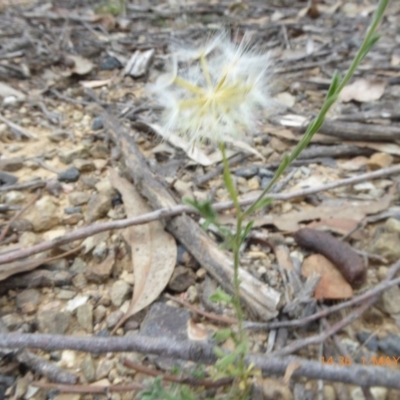 Vittadinia cuneata var. cuneata (Fuzzy New Holland Daisy) at Lade Vale, NSW - 1 May 2019 by AndyRussell