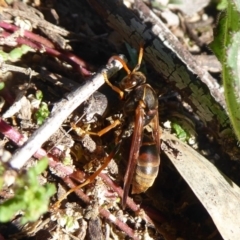 Polistes (Polistella) humilis at Stromlo, ACT - 11 May 2019