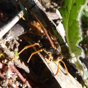 Polistes (Polistella) humilis at Stromlo, ACT - 11 May 2019