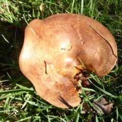 Unidentified Cap on a stem; gills below cap [mushrooms or mushroom-like] at Paddys River, ACT - 11 May 2019 by Christine