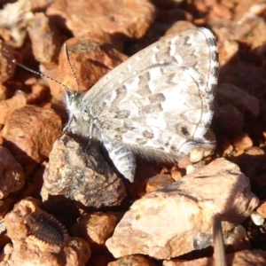 Theclinesthes serpentata at Fyshwick, ACT - 11 May 2019 02:28 PM