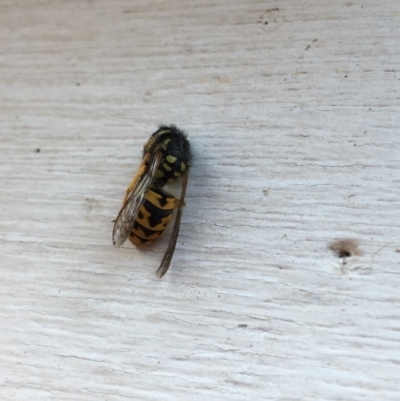 Vespula germanica (European wasp) at Tarraganda, NSW - 11 May 2019 by Tara