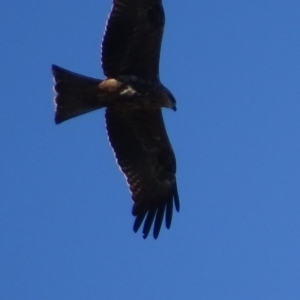 Milvus migrans at Jerrabomberra, ACT - 11 May 2019 01:58 PM