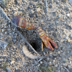 Hepialidae (family) at Theodore, ACT - 11 May 2019