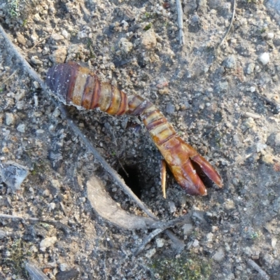 Hepialidae (family) (Unidentified Swift or Ghost Moth) at Theodore, ACT - 11 May 2019 by Owen