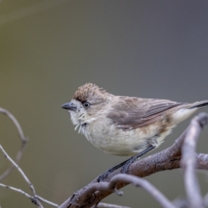 Aphelocephala leucopsis at Paddys River, ACT - 5 Mar 2018