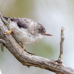 Daphoenositta chrysoptera (Varied Sittella) at Paddys River, ACT - 5 Mar 2018 by TyrieStarrs