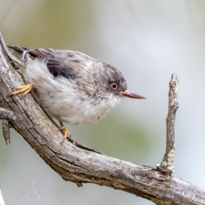 Daphoenositta chrysoptera (Varied Sittella) at Paddys River, ACT - 5 Mar 2018 by TyrieStarrs