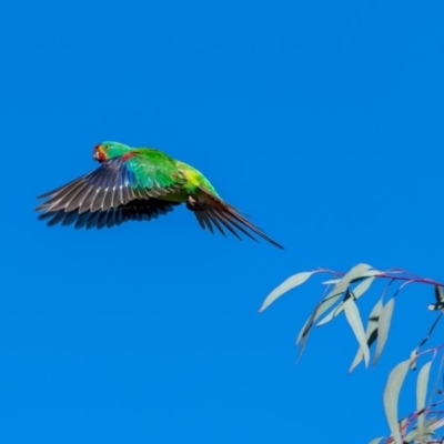 Lathamus discolor (Swift Parrot) at Watson, ACT - 29 Sep 2018 by TyrieStarrs