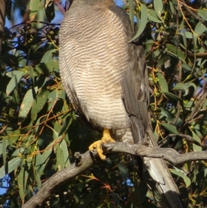 Accipiter fasciatus at Symonston, ACT - 11 May 2019