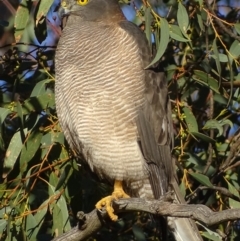 Accipiter fasciatus at Symonston, ACT - 11 May 2019