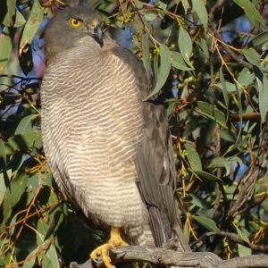 Accipiter fasciatus at Symonston, ACT - 11 May 2019