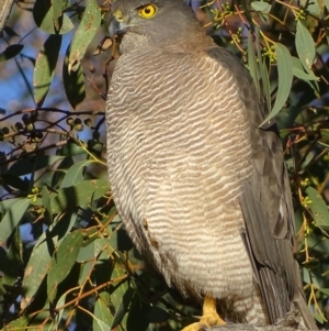 Accipiter fasciatus at Symonston, ACT - 11 May 2019