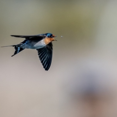 Hirundo neoxena (Welcome Swallow) at Fyshwick, ACT - 29 Sep 2018 by TyrieStarrs