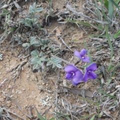 Swainsona sericea (Silky Swainson-Pea) at Melrose - 24 Oct 2018 by owenh