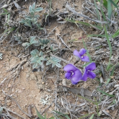 Swainsona sericea (Silky Swainson-Pea) at Melrose - 24 Oct 2018 by owenh
