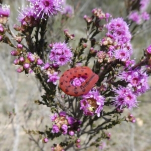 Capusa cuculloides at Theodore, ACT - 24 Oct 2018 11:34 AM