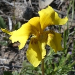 Goodenia pinnatifida (Scrambled Eggs) at Melrose - 23 Oct 2018 by Owen