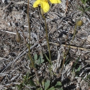 Goodenia pinnatifida at Theodore, ACT - 24 Oct 2018 09:50 AM