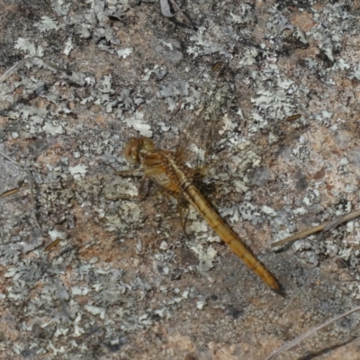 Diplacodes haematodes (Scarlet Percher) at Theodore, ACT - 24 Oct 2018 by owenh