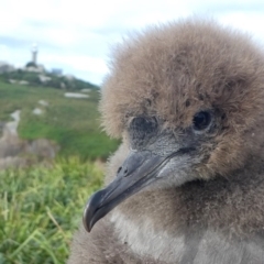 Ardenna tenuirostris (Short-tailed Shearwater, Muttonbird) at Narooma, NSW - 21 Mar 2019 by HarveyPerkins